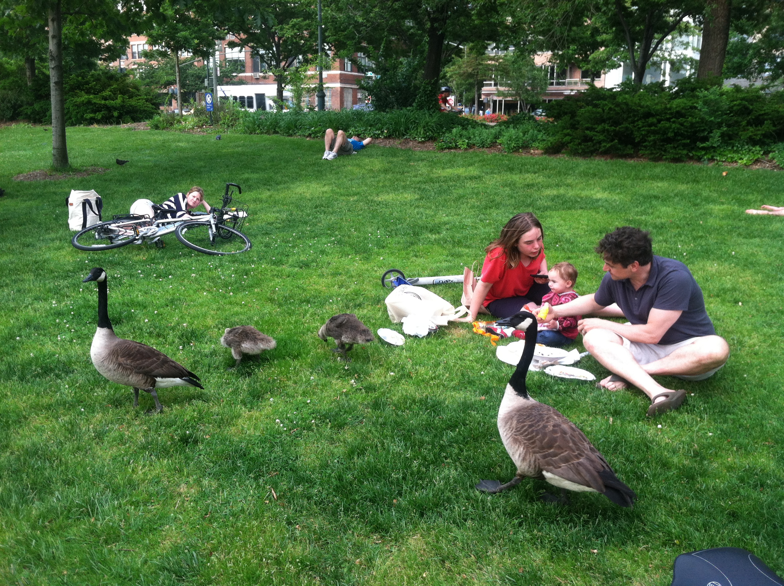 geese picnicking on the grass
